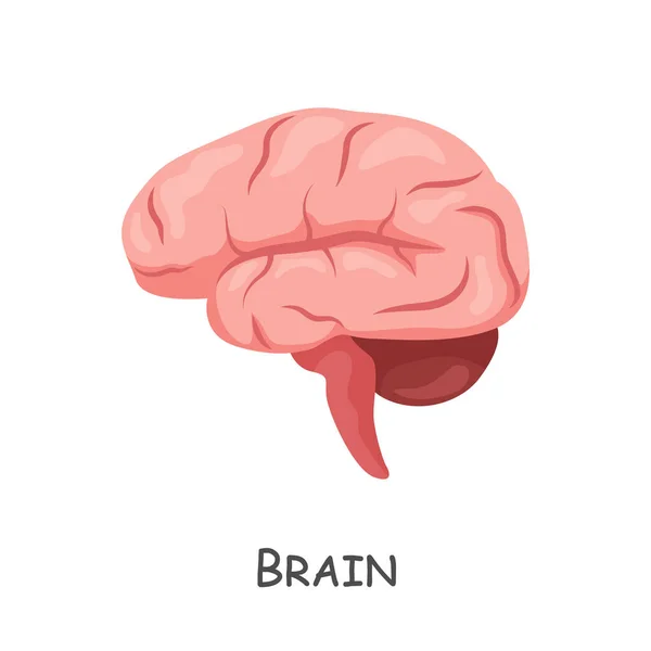 Otak Dari Manusia Desain Kartun Terisolasi Vektor - Stok Vektor