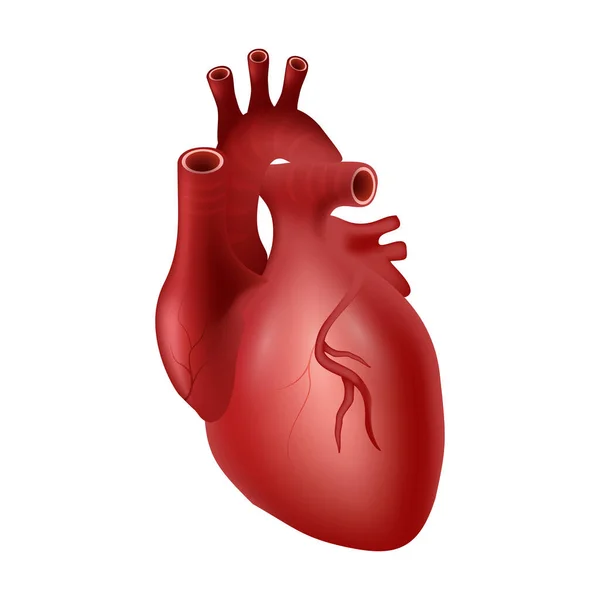 Herz Des Menschen Herz Kreislauf System Realistisches Design Isoliert Vektorillustration — Stockvektor