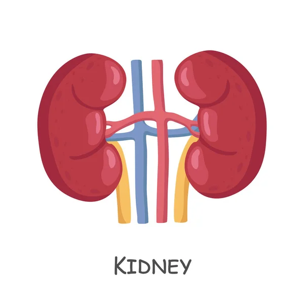 Kidney Human Cartoon Design Isolated Vector — Vector de stock