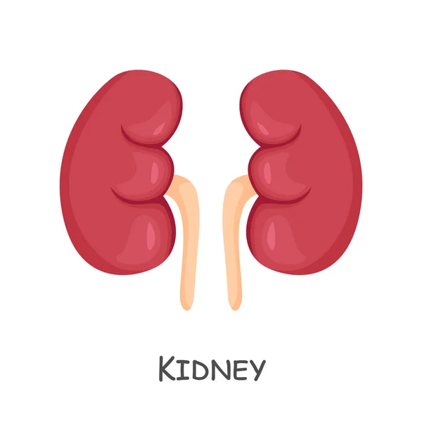 Kidney Human Cartoon Design Isolated Vector — Archivo Imágenes Vectoriales