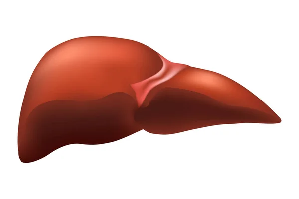 Liver Human Hepatobiliary System Realistic Design Isolated Vector Illustration — Archivo Imágenes Vectoriales
