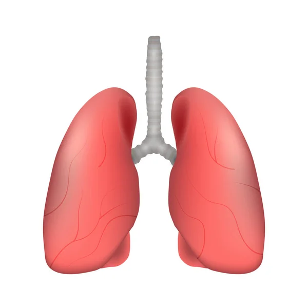 Lung Human Respiratory System Realistic Design Isolated Vector Illustration — Archivo Imágenes Vectoriales