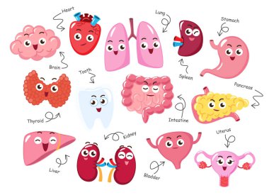 İnsan iç organları. Sevimli komik tıbbi çizgi film karakterleri koleksiyonu. İzole edilmiş beyaz arka plan. Vektör .