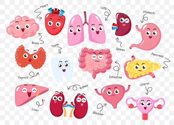 İnsan iç organları. Sevimli komik tıbbi çizgi film karakterleri koleksiyonu. İzole edilmiş beyaz arka plan. Vektör .