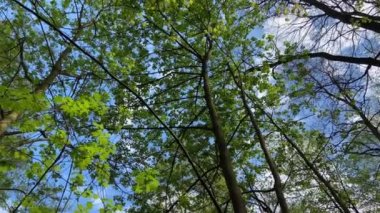 Ağaçların yeşil yay yapraklarının arasından mavi gökyüzünün alt görüntüsü. Güneşli bir bahar gününde ormanda yürümek, UHD, 4K