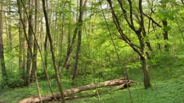 Küçük bir orman nehri boyunca yürü. Nehirde devrilmiş yaşlı ağaçlar yatıyor. Kunduzlar için küçük bir baraj. Ekolojik park, doğa, UHD, 4K