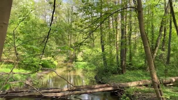 小さな森の川に沿って歩く 倒れた古い木が川の中にある ビーバーのための小さなダム 生態公園 Uhd — ストック動画