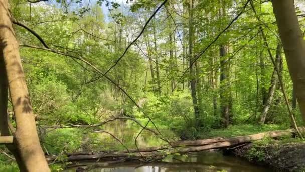 森の木々の緑の葉を介して雷雨の前に空のボトムアップビュー 大きな倒木のある川沿いの森を歩く 春の自然林 Uhd — ストック動画