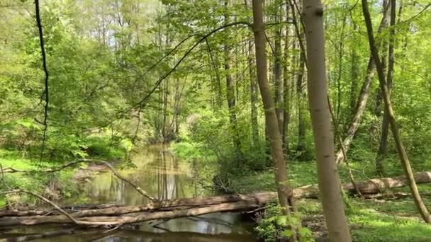 小さな森の川に沿って歩く 古い倒木が川の中にある ビーバーのための小さなダム 生態公園 Uhd — ストック動画