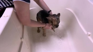 Bir kuaförde Yorkshire Teriyeri için profesyonel banyo prosedürü. Profesyonel hayvan bakımı. Kuaförde teriyer yıkıyorum. Yüksek kaliteli FHD görüntüler