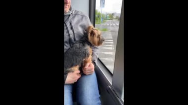 Köpekler toplu taşıma araçlarında. Sahibinin elindeki Yorkshire Teriyeri otobüsle seyahat ediyor. Hayvanlar taşımacılıkta. Spor. Hayvanlar naklediliyor. Yüksek kaliteli FullHD görüntüler