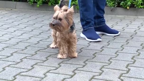 Yorkshire Terrier Går Genom Bostadsområdet Hunden Stan Promenad Högkvalitativ Film — Stockvideo