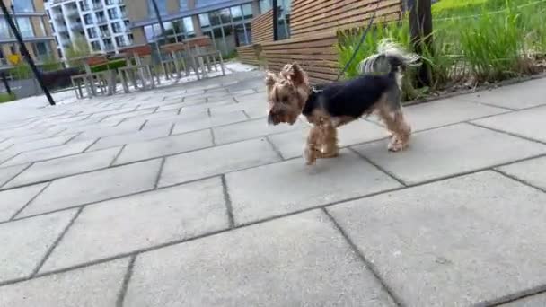 Yorkshire Τεριέ Περπατά Μέσα Από Συγκρότημα Κατοικιών Σκύλος Στην Πόλη — Αρχείο Βίντεο
