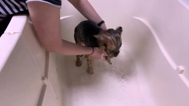 在美容美发沙龙为约克郡三丽鸥提供专业的洗浴程序 专业的动物护理 在客厅里给狗洗澡 优质Fhd影像 — 图库视频影像