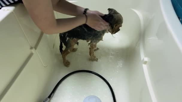 Profesjonalny Zabieg Kąpielowy Dla Yorkshire Terrier Salonie Pielęgnacyjnym Profesjonalna Opieka — Wideo stockowe