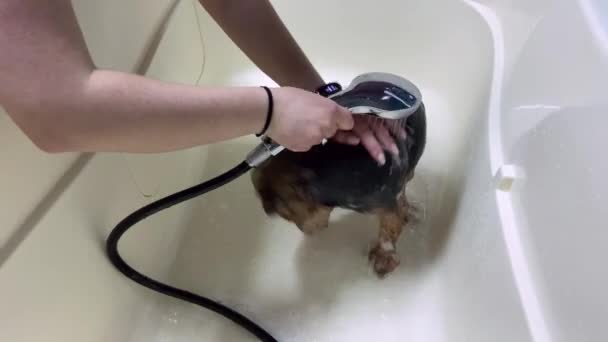 Procedimento Banho Profissional Para Yorkshire Terrier Salão Arrumação Cuidados Profissionais — Vídeo de Stock