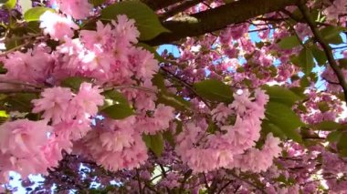 Sakura 'nın filizlenen bir dalı rüzgarda sallanıyor. Mavi gökyüzüne karşı büyük pembe sakura çiçekleri. Yakın plan..
