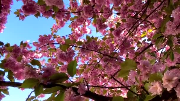 桜の花の枝が風に揺れる 青空に背の高いピンクの桜 — ストック動画