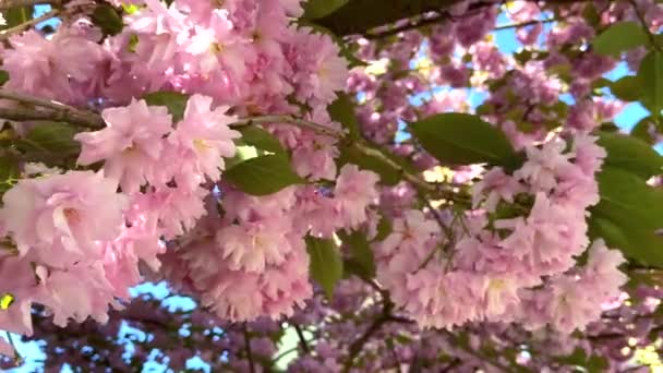 Sakura Nın Filizlenen Bir Dalı Rüzgarda Sallanıyor Mavi Gökyüzüne Karşı — Stok video