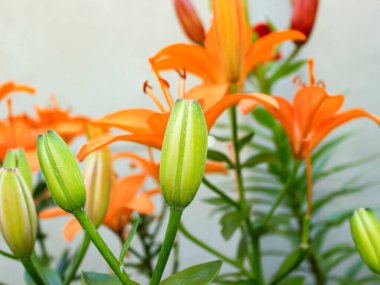 Gri Duvara Karşı Çiçek Açan Turuncu Asya Zambakları (Lilium asiaticum)
