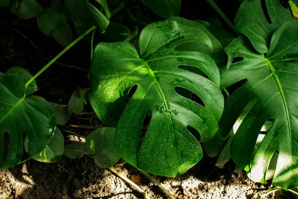 Botanik Bahçesinde Canlı Yeşil Egzotik Yapraklar Yakın plan