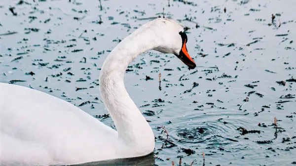 Parlak Turuncu gagalı Zarif Beyaz Kuğu 'nun Yakın Çekimi Kristal berraklığında Mavi Gölde Yüzüyor