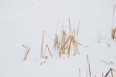 Kuru Reed Bıçaklı Minimalist Kış Sahnesi Donmuş Gölde Kardan Çıkıyor