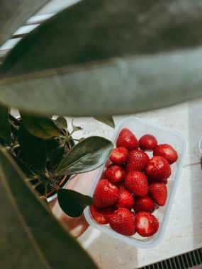 Pencere kenarındaki küçük bir kutuda taze çilek Yaratıcı bir egzotik bitki doğal besin fotoğrafının yanında.