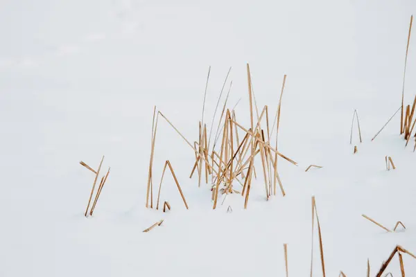 Kuru Reed Bıçaklı Minimalist Kış Sahnesi Donmuş Gölde Kardan Çıkıyor