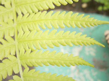 Taze Yeşil Fern Yaprakları Athyrium Filix-Femina 'nın Yumuşak Doğal Hafif Botanik Doğası Yakın Çekimi