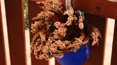 Calluna Vulgaris Heather Çiçekleri, ahşap arka planda canlı mavi kapta Rustik çiçek aranjmanı