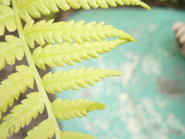 Taze Yeşil Fern Yaprakları Athyrium Filix-Femina 'nın Yumuşak Doğal Hafif Botanik Doğası Yakın Çekimi