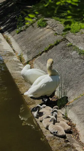 Cygnets ile Kuğu Doğal Yeşil Gölgeler Altında Beton Nehir Kıyısında Dinleniyor