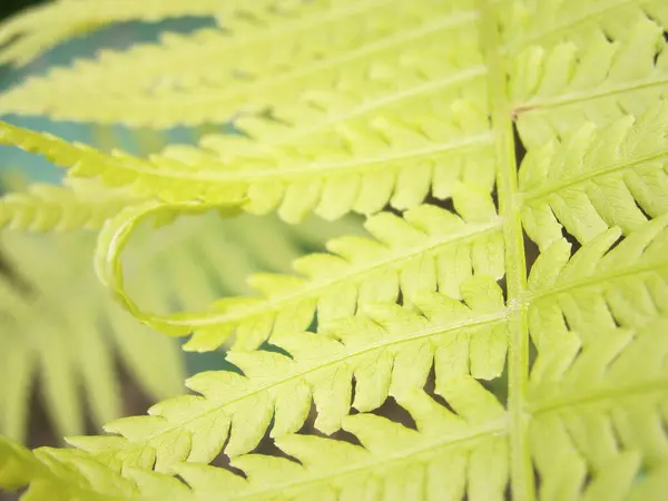 Taze Yeşil Fern Yaprakları Athyrium Filix-Femina 'nın Yumuşak Doğal Hafif Botanik Doğası Yakın Çekimi