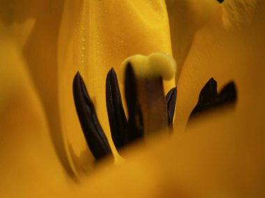 Sarı Tuna Lale Macro 'su (Tulipa hungarica) Stamens and Taç Rare Banat Lale veya Rodop lalesi Full Bloom Close-Up' ta