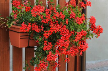 Balkon Çiçek Kutusunda Canlı Kırmızı Sarmaşık Bırakılmış Sardunyalar Yaz Çiçeği Pelargonyum Peltatum