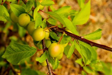 Erimemiş Mirabelle Erikleri, Prunus domestica subsp 'in yakın plan ağacı üzerinde. Organik Tarım ve Ekolojik Eğitim Kampanyaları için syriaca Meyvesi