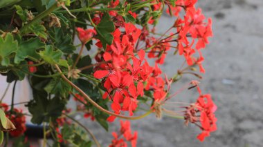 Balkon Çiçek Kutusunda Canlı Kırmızı Sarmaşık Bırakılmış Sardunyalar Yaz Çiçeği Pelargonyum Peltatum