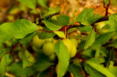Erimemiş Mirabelle Erikleri, Prunus domestica subsp 'in yakın plan ağacı üzerinde. Organik Tarım ve Ekolojik Eğitim Kampanyaları için syriaca Meyvesi
