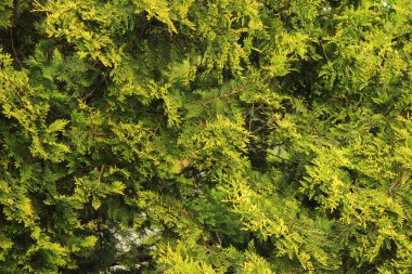 Yoğun Kozalaklı Çit Duvarı Doku Doğal Bahçe Çiti ve Peyzaj Gizlilik Arkaplanı