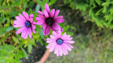 Cape Marguerite (Dimorphotheca ecklonis) Tam Çiçek Bahçesi 'nde Mor Afrikalı Daisy Botanik için Yakın Çekim Pazar Nehiri Daisy, Kaapse Magriet, Asteraceae