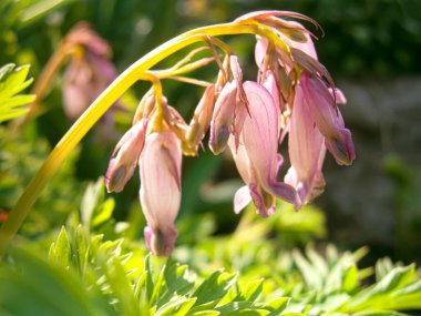 Kırık Kanayan Kalp (Dicentra eximia) Orman Bahçesinde Asılı Pembe Çiçekler