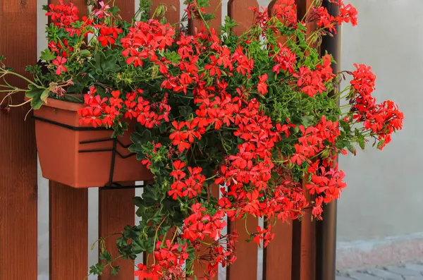 Balkon Çiçek Kutusunda Canlı Kırmızı Sarmaşık Bırakılmış Sardunyalar Yaz Çiçeği Pelargonyum Peltatum