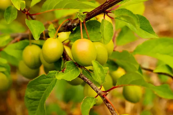 Erimemiş Mirabelle Erikleri, Prunus domestica subsp 'in yakın plan ağacı üzerinde. Organik Tarım ve Ekolojik Eğitim Kampanyaları için syriaca Meyvesi