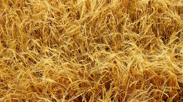 Kurumuş Buğday Tarlalarının Altın Sahası Ekolojik Tarım Kampanyaları Tasarım Projeleri İçin Yakın Doku Doğal Arkaplan