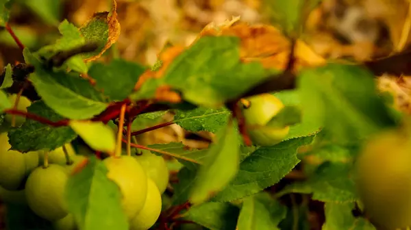 Erimemiş Mirabelle Erikleri, Prunus domestica subsp 'in yakın plan ağacı üzerinde. Organik Tarım ve Ekolojik Eğitim Kampanyaları için syriaca Meyvesi