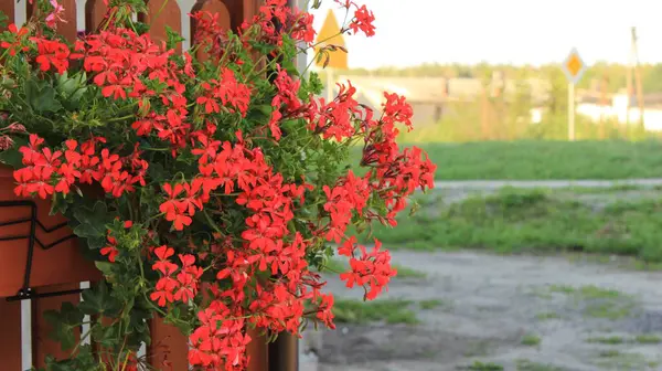 Balkon Çiçek Kutusunda Canlı Kırmızı Sarmaşık Bırakılmış Sardunyalar Yaz Çiçeği Pelargonyum Peltatum