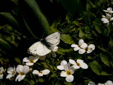 Beyaz Kelebek (Pieris brassicae), Beyaz Kayalık (Arabis) Polen Kapağında Doğal Ayar 'da Zemin Kapağında