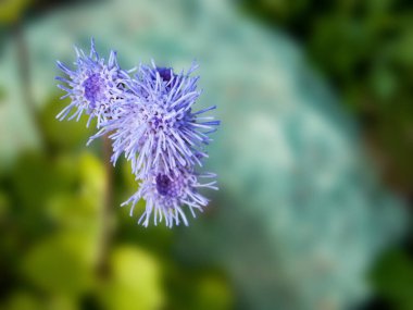 Ageratum houstonianum (Çiçek Çiçeği) Mavi Mink veya Meksika Boya Fırçası Yakından