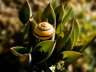 Bahçe Bitkisi Kabuklu Gastropod, Karasal Akciğer Gastropodu Yumuşakça Doğal Ortam Üzerine Kara Salyangozu (Cepaea nemoralis)